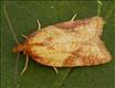 1043 (49.078) Acleris aspersana